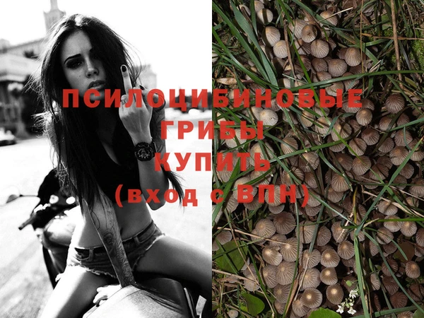 сатива Магадан
